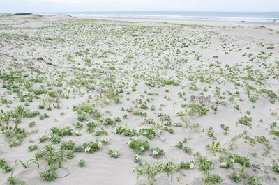 🏖️ 하사키 해안 사구식물공원 (하사키카이간 사큐쇼쿠부츠코엔) 이미지 2